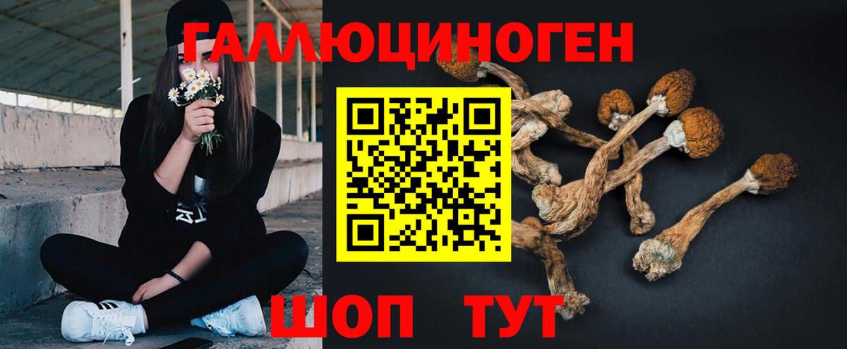 Дербент  Псилоцибиновые грибы прущие грибы  Галлюциногенные грибы Psilocybe  Вход с VPN 